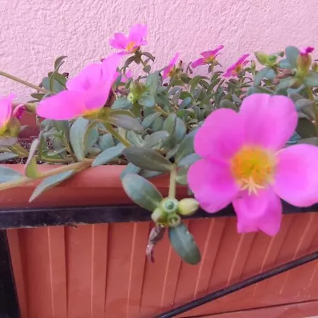 בית נופש Casa וילסימיוס